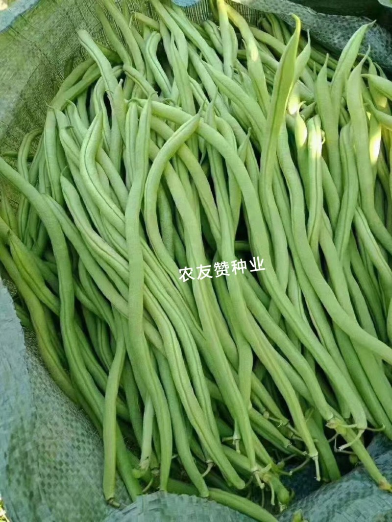 宇航长龙一号泰国无筋架豆王种子四季豆种子菜豆种子肉豆角