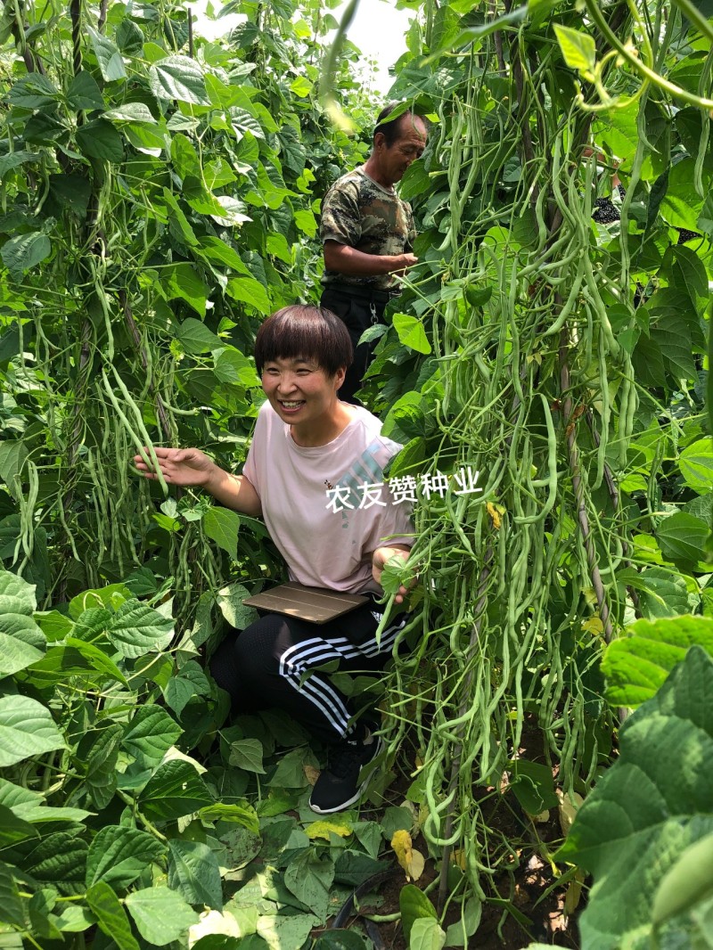 宇航长龙一号泰国无筋架豆王种子四季豆种子菜豆种子肉豆角