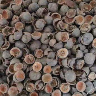 莲子壳