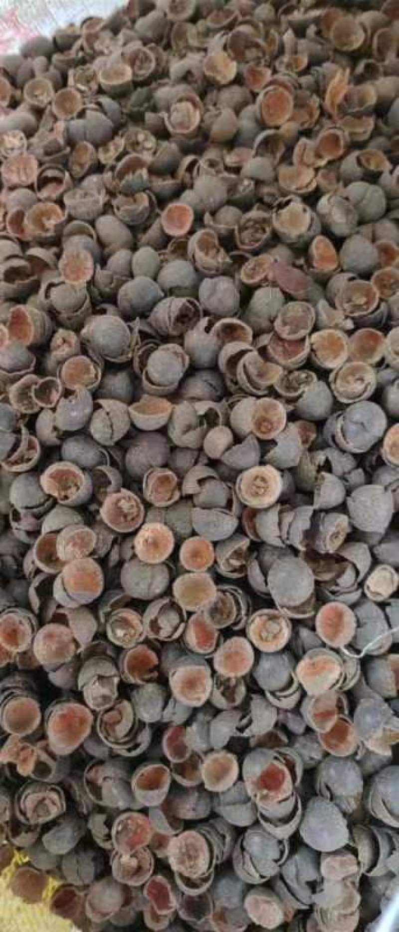 莲子壳