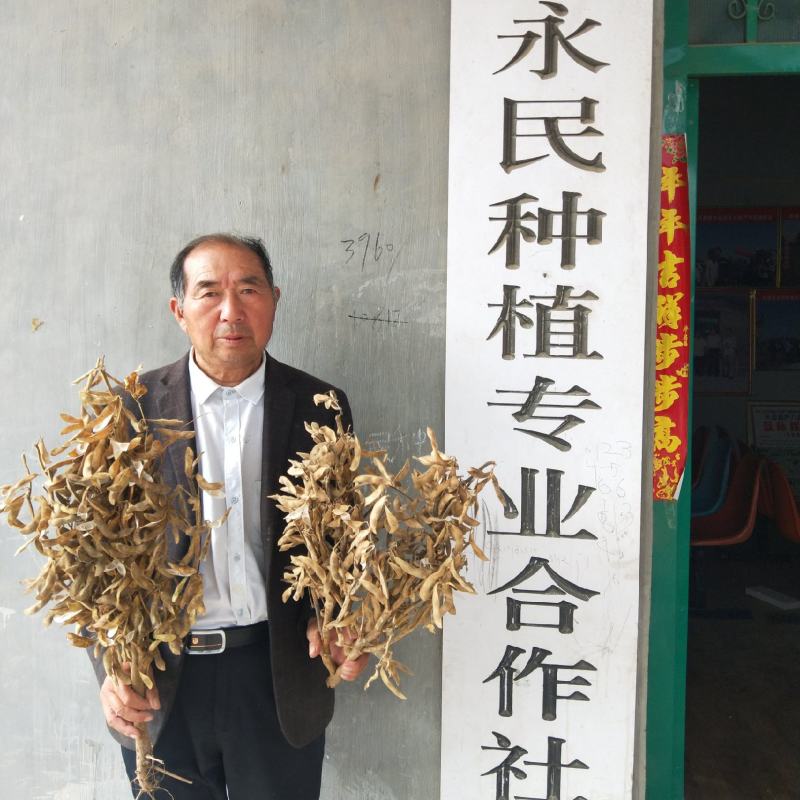 高产大豆基地新品种产量高永育三号