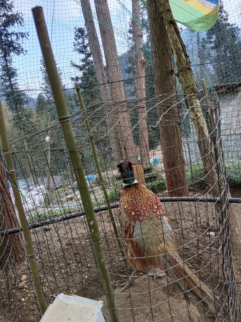 七彩山鸡