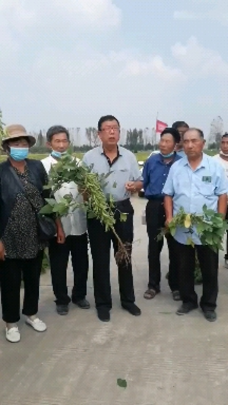 高产大豆基地新品种产量高永育三号