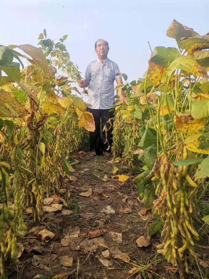 高产大豆基地新品种产量高永育三号