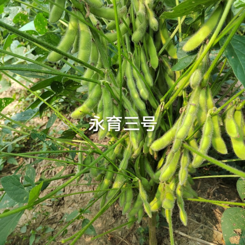 高产大豆基地新品种产量高永育三号