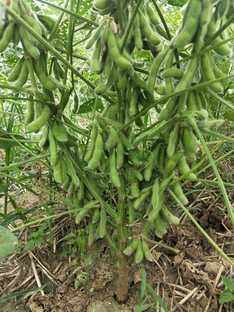 高产大豆基地新品种产量高永育三号