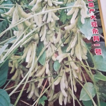 亩产700斤左右的高产新品种大豆种子高产基地永育三号