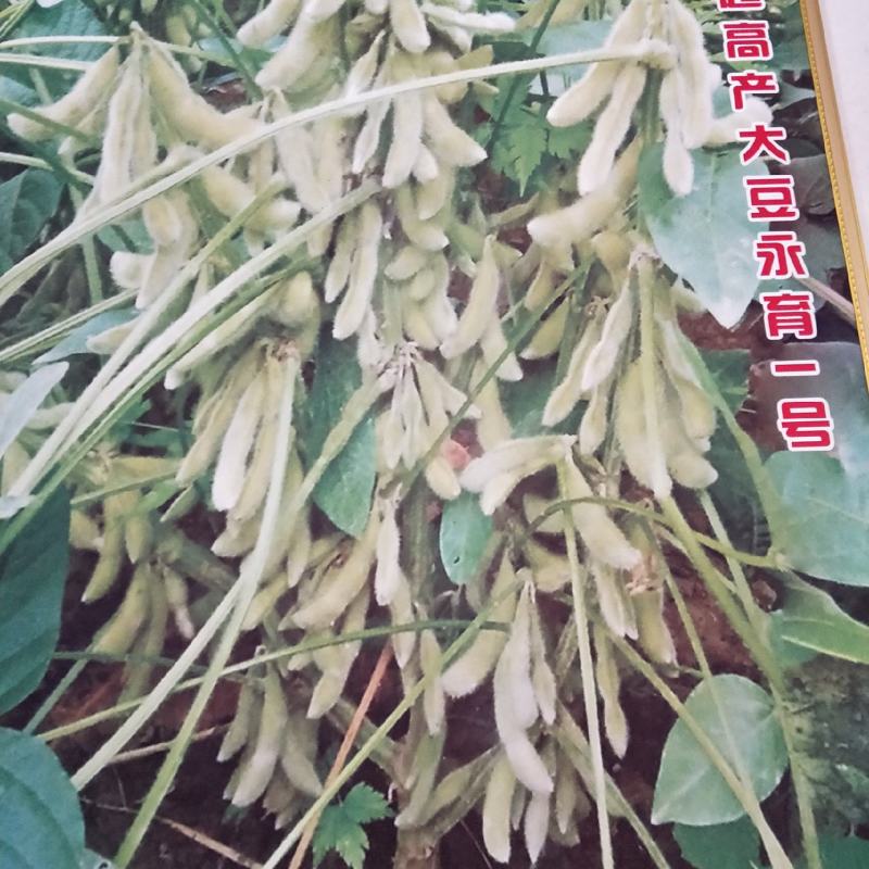 亩产700斤左右的高产新品种大豆种子高产基地永育三号