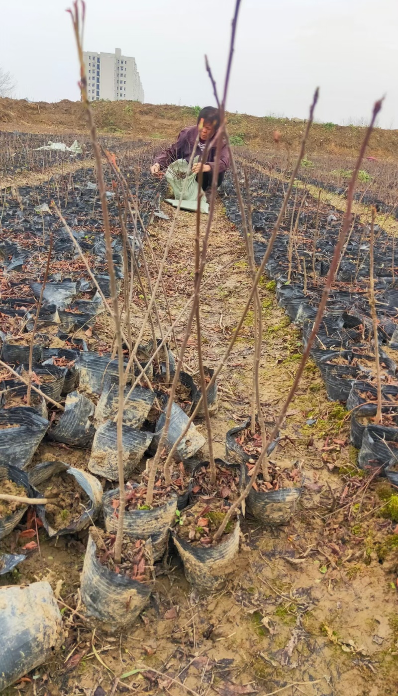 湖北黄连木小杯苗。大量有货基地发货，欢迎咨询，实地考察