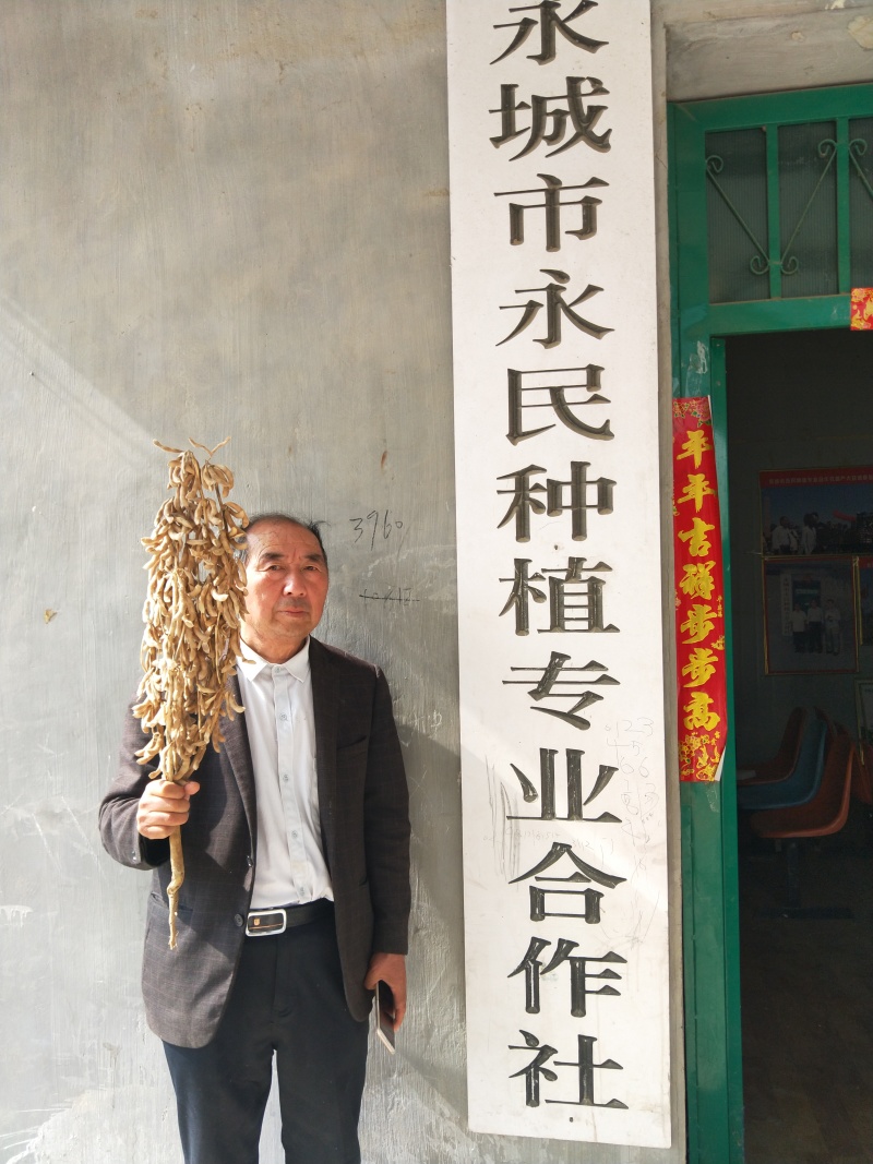 亩产700斤左右的高产新品种大豆种子高产基地永育三号