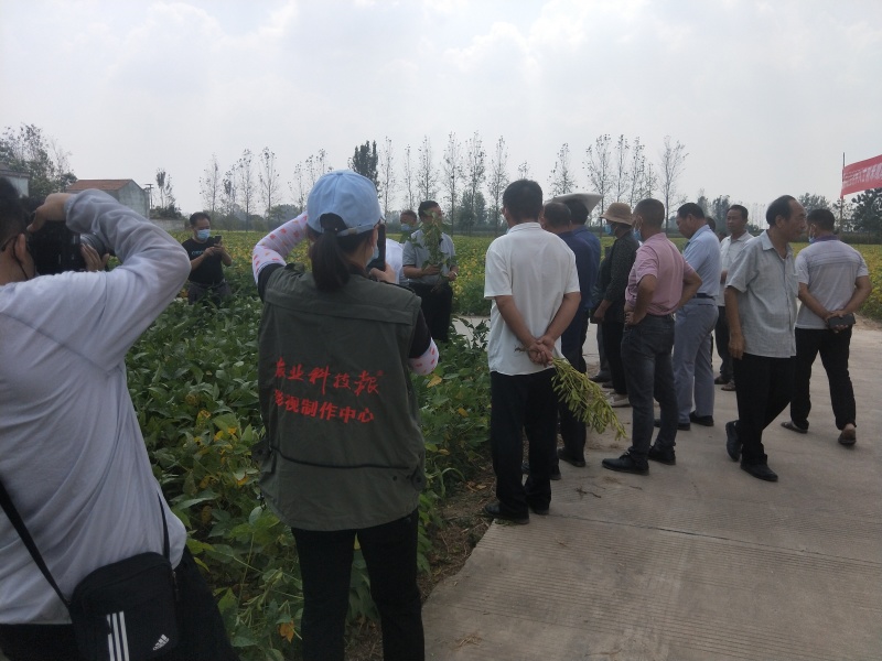 亩产700斤左右的高产新品种大豆种子高产基地永育三号