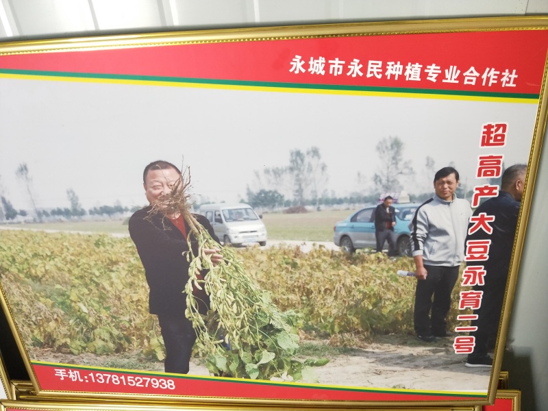 亩产700斤左右的高产新品种大豆种子高产基地永育三号