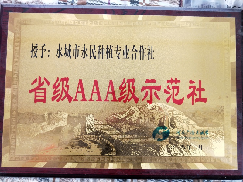 亩产700斤左右的高产新品种大豆种子高产基地永育三号