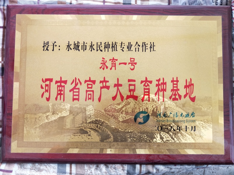 亩产700斤左右的高产新品种大豆种子高产基地永育三号