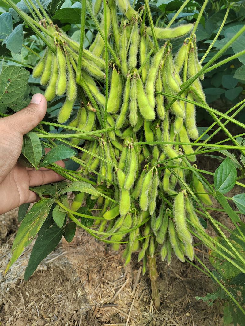 亩产700斤左右的高产新品种大豆种子高产基地永育三号