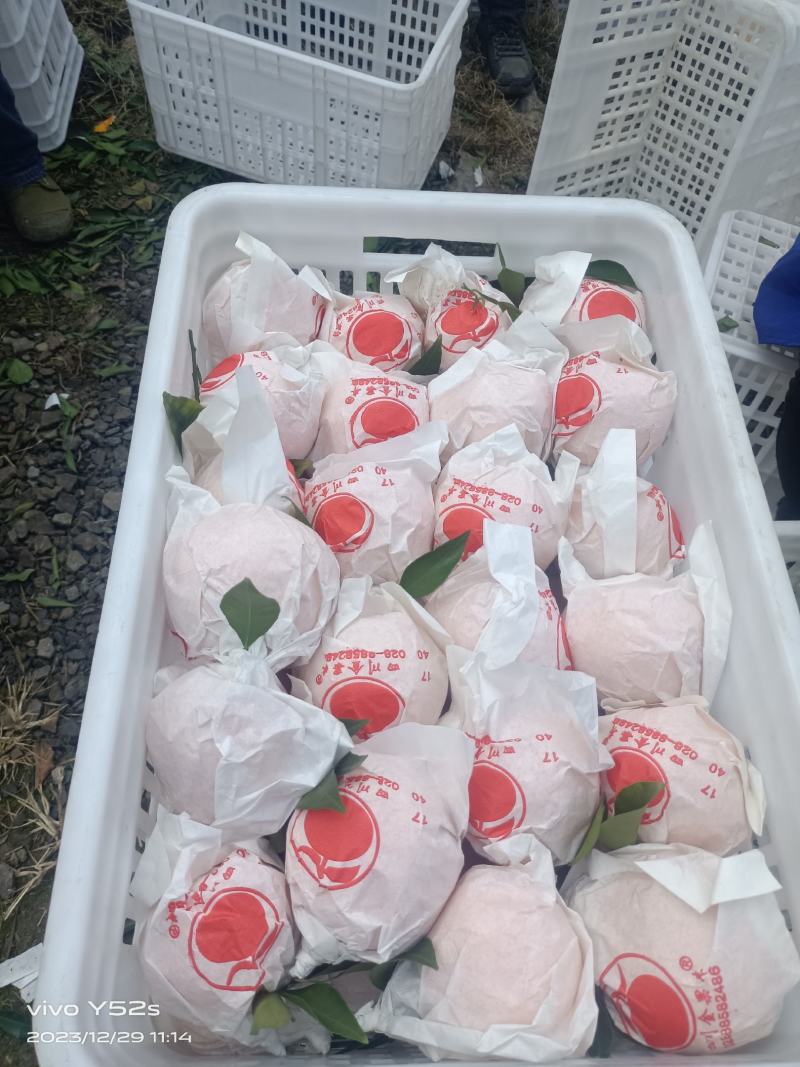 四川春见，耙耙柑，产地直供整车批发，果大汁多味甜，欢迎订