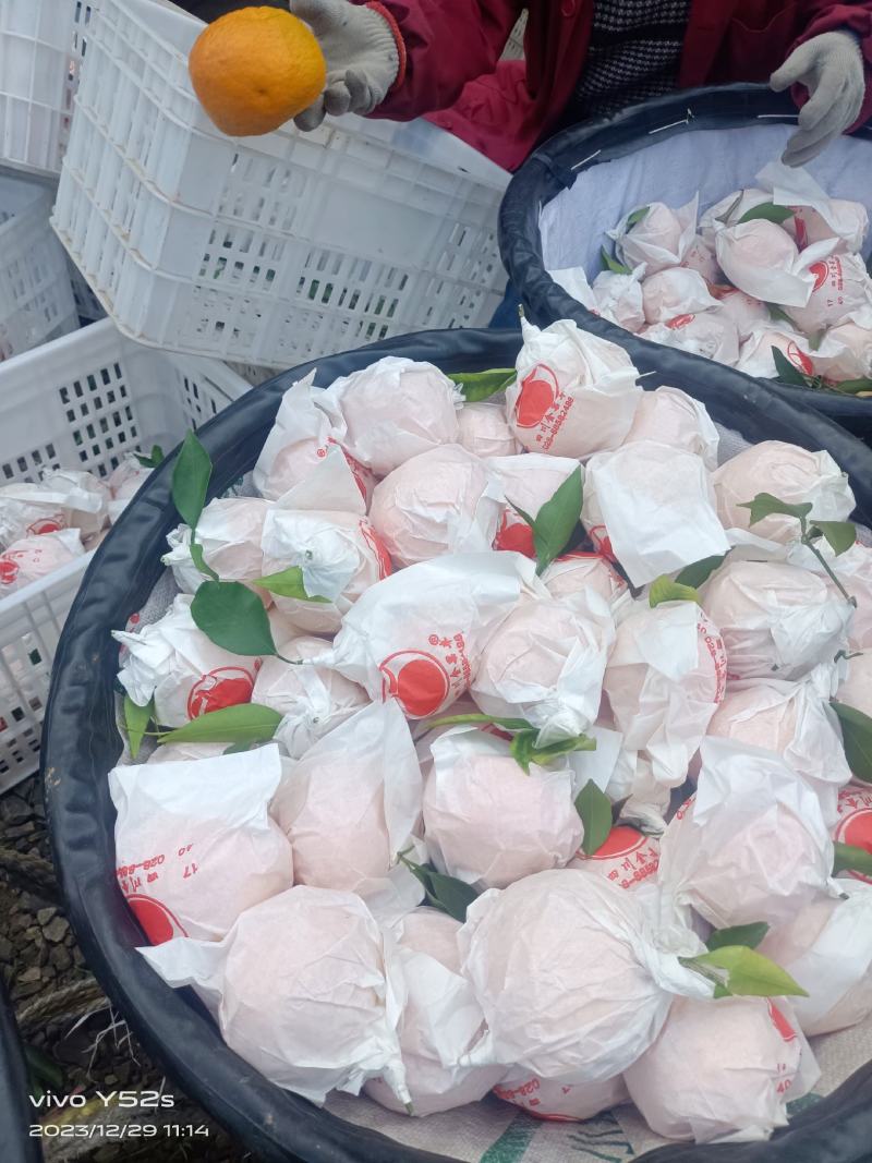 四川春见，耙耙柑，产地直供整车批发，果大汁多味甜，欢迎订