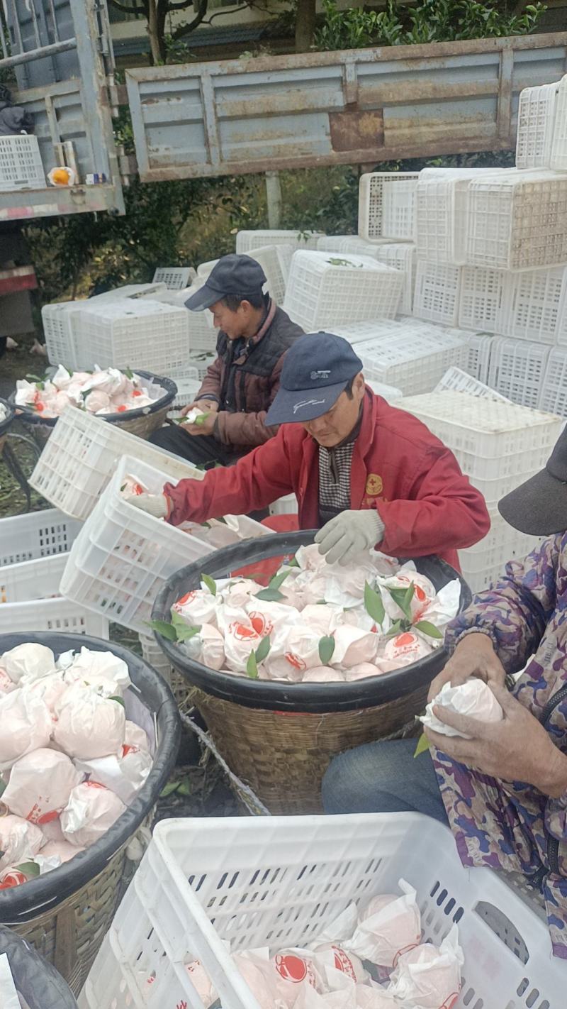 四川春见，耙耙柑，产地直供整车批发，果大汁多味甜，欢迎订