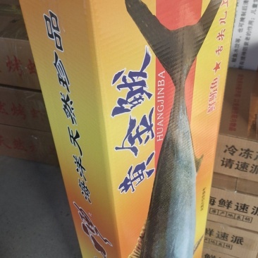 鲜活速冻黄金鲅团购代发电商送礼一件代发！