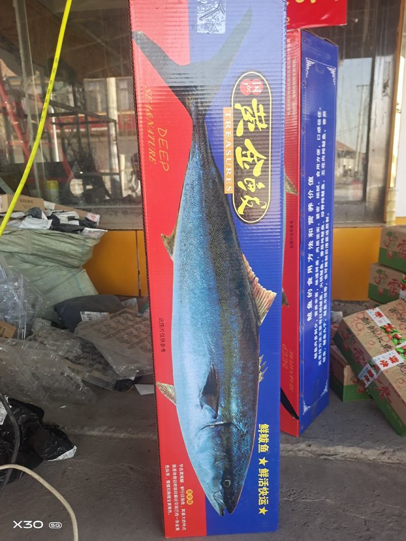 鲜活速冻黄金鲅团购代发电商送礼一件代发！