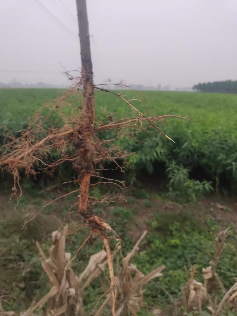 黄桃苗，肉质甜脆，外观好看，售价高，较耐贮藏，价格优惠