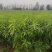 黄桃苗，肉质甜脆，外观好看，售价高，较耐贮藏，价格优惠