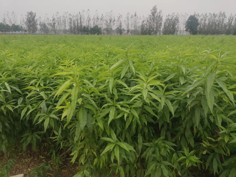 黄桃苗，肉质甜脆，外观好看，售价高，较耐贮藏，价格优惠