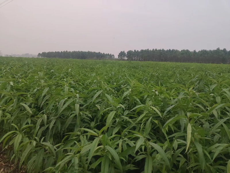 黄桃苗，肉质甜脆，外观好看，售价高，较耐贮藏，价格优惠