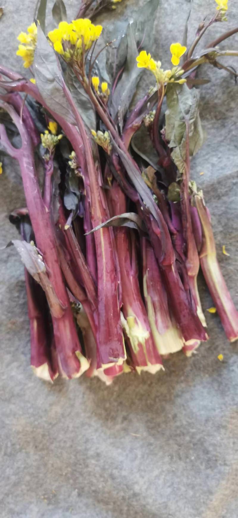 红菜苔，洪山菜苔25到35公分，可长期供货基地直供电联
