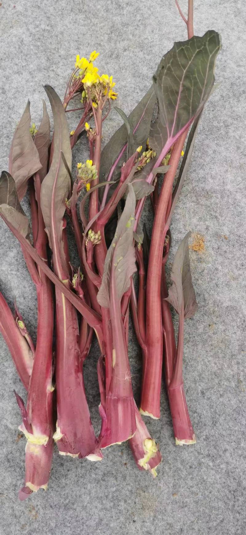 红菜苔，洪山菜苔25到35公分，可长期供货基地直供电联
