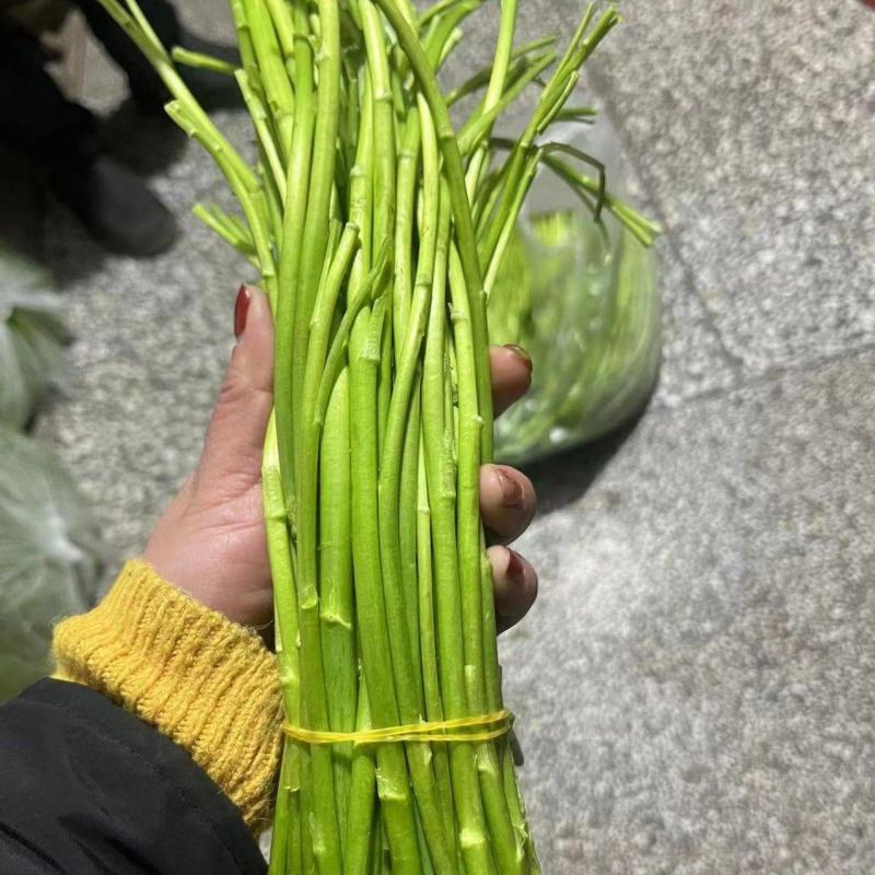芦蒿江苏泗阳县常年供应保质保量价格便宜全国发货