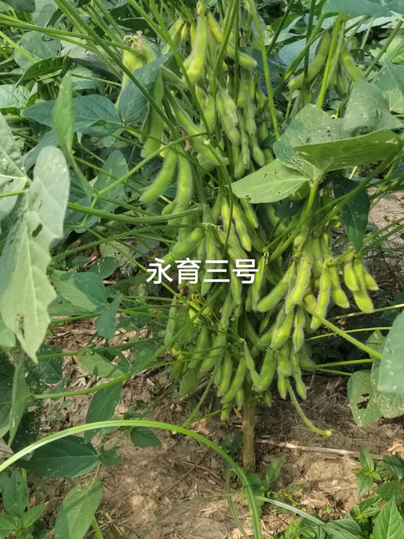 黄豆种子新品种亩产700斤左右高产黄豆种子基地！