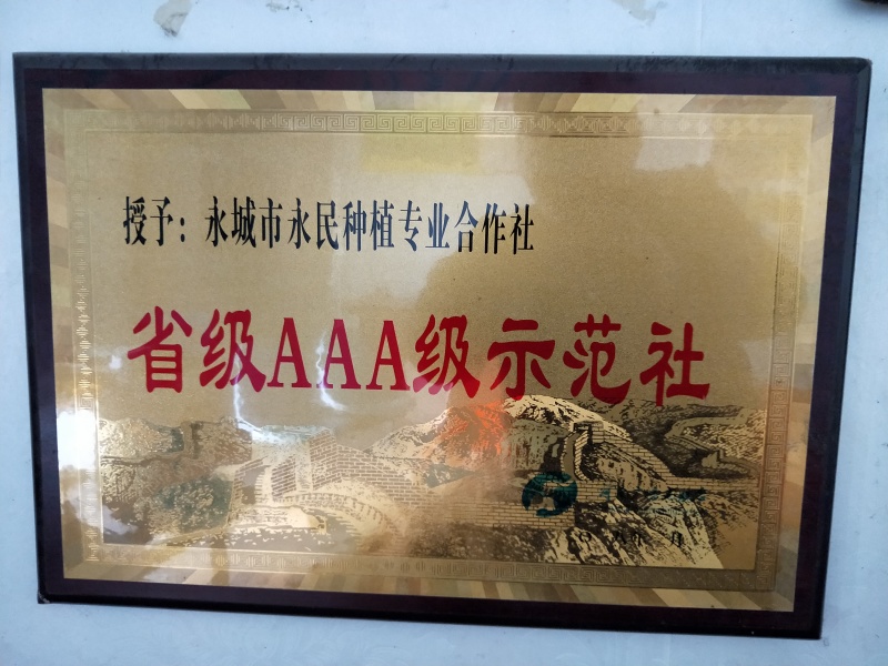 黄豆种子新品种亩产700斤左右高产黄豆种子基地！