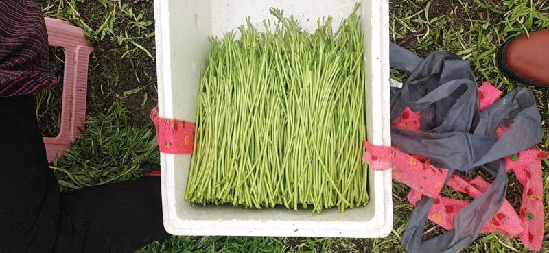 芦蒿江苏泗阳县常年供应保质保量价格便宜全国发货