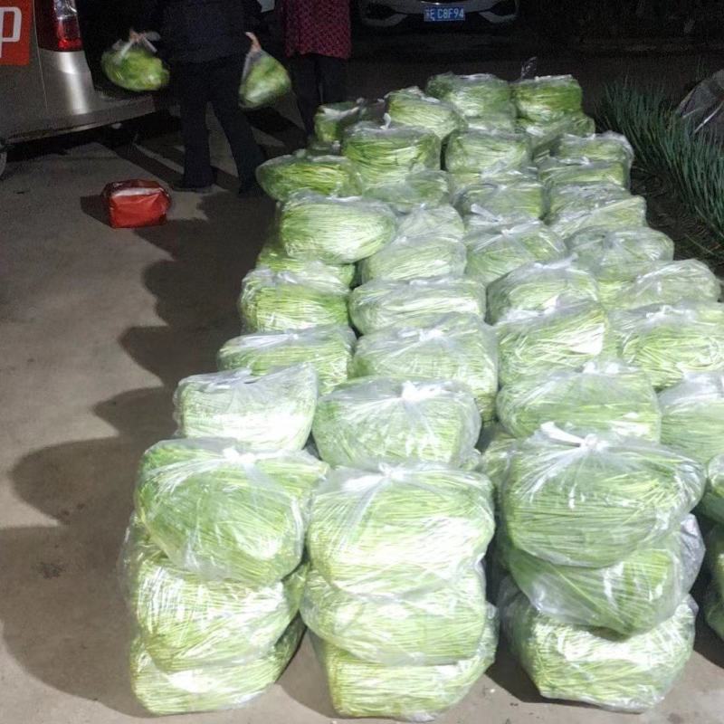 芦蒿江苏泗阳县常年供应保质保量价格便宜全国发货