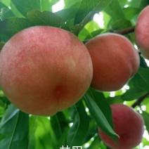 新品种桃树苗，
