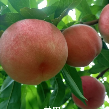 新品种桃树苗，