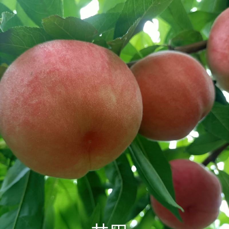 新品种桃树苗，