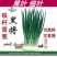 日本香葱四季种植进口品种大面积家庭盆栽包邮