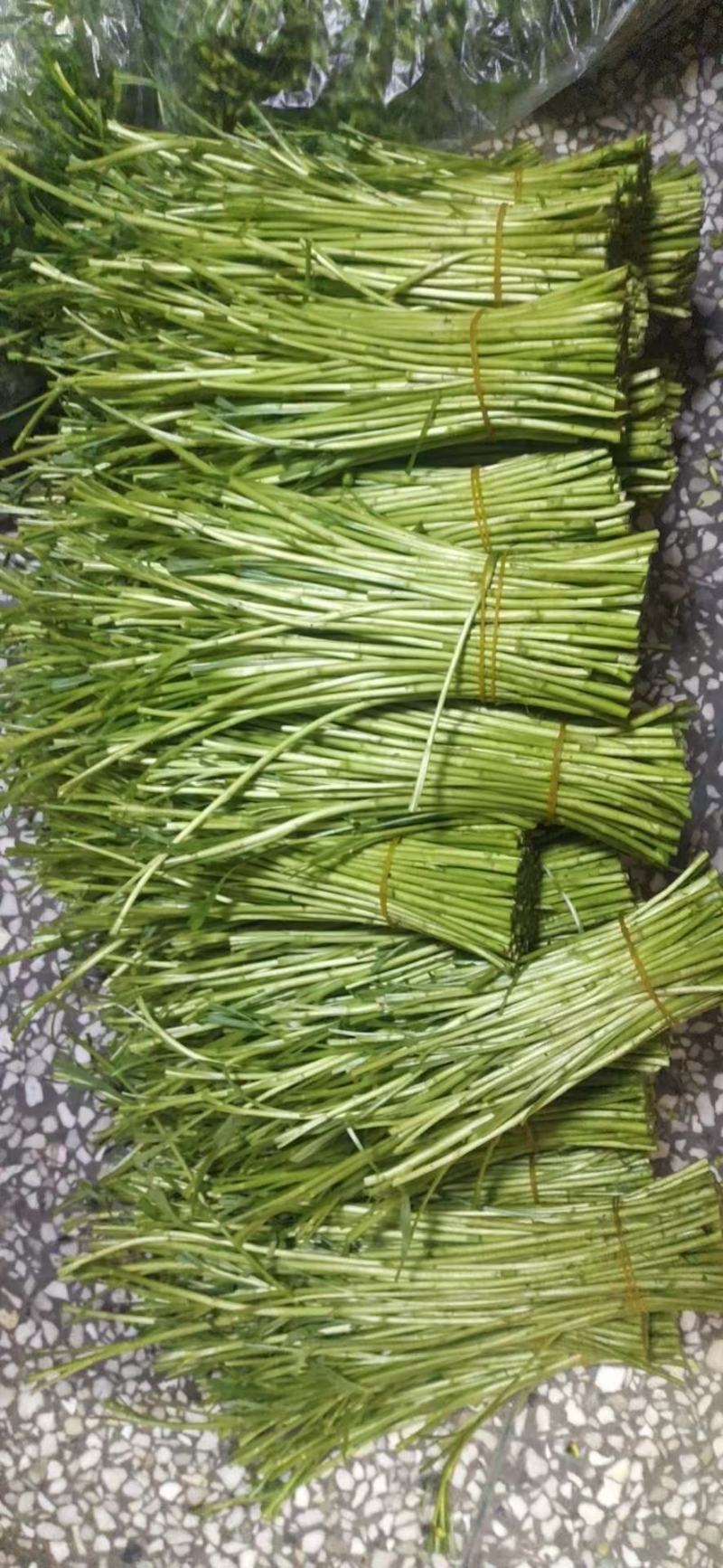 精品芦蒿江西南昌常年供应保质保量价格便宜全国发货