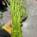 精品芦蒿湖北仙桃常年供应保质保量价格便宜全国发货