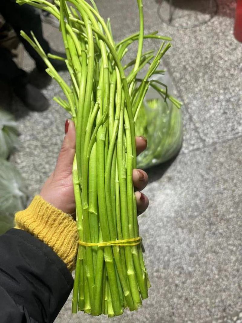 精品芦蒿湖北仙桃常年供应保质保量价格便宜全国发货