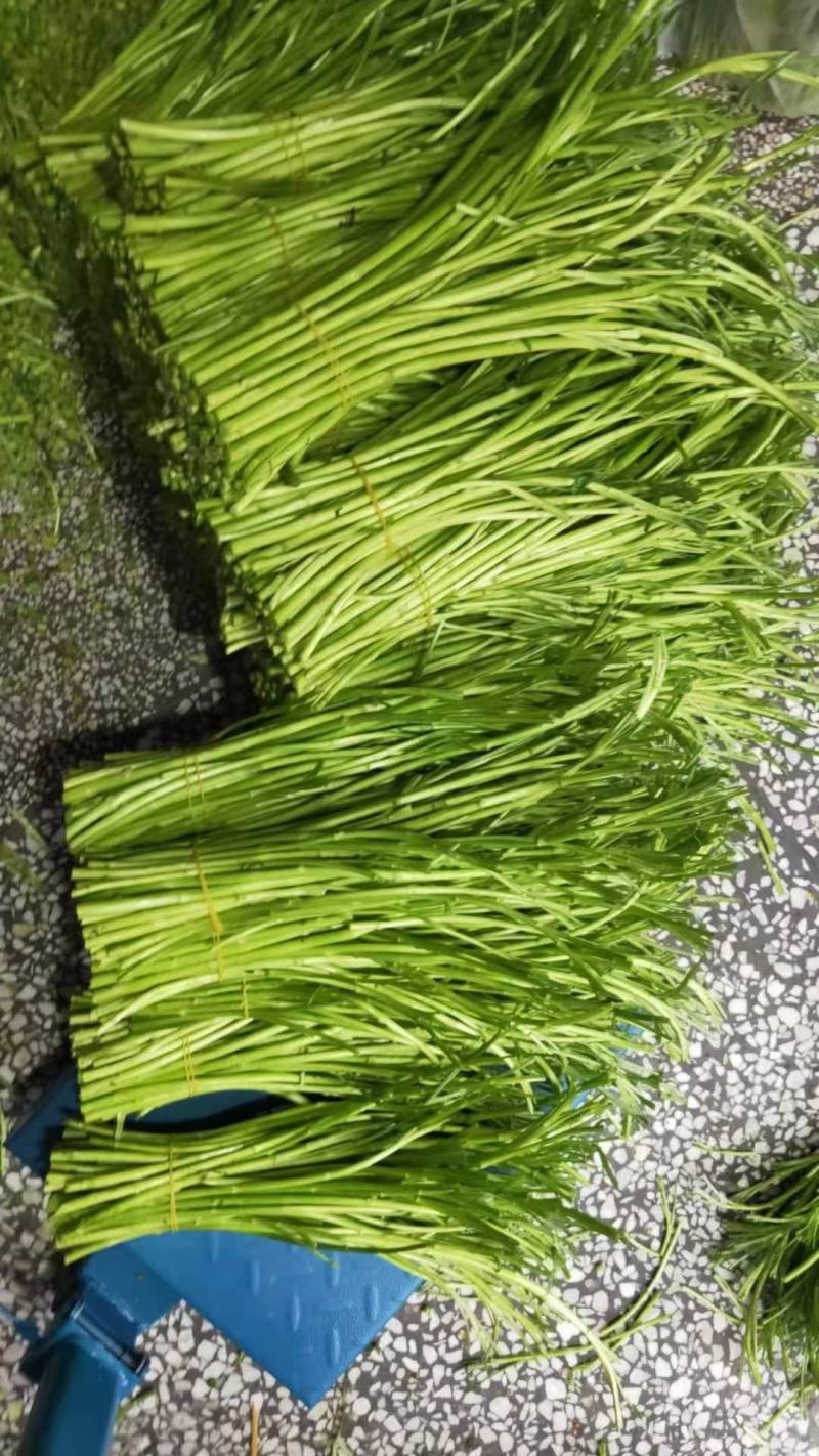 精品芦蒿湖北仙桃常年供应保质保量价格便宜全国发货
