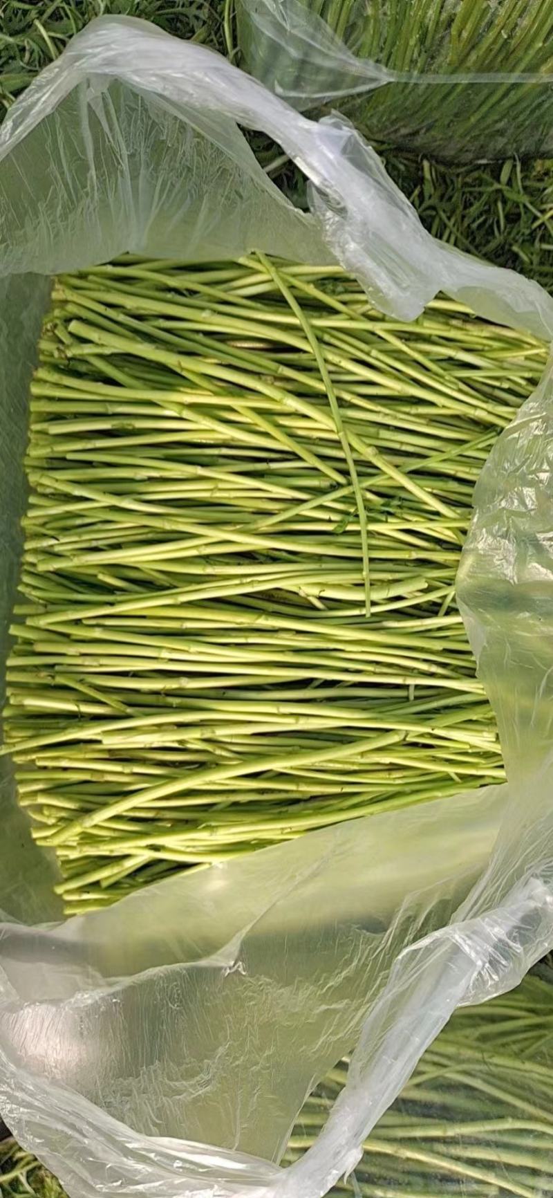 精品芦蒿湖北仙桃常年供应保质保量价格便宜全国发货