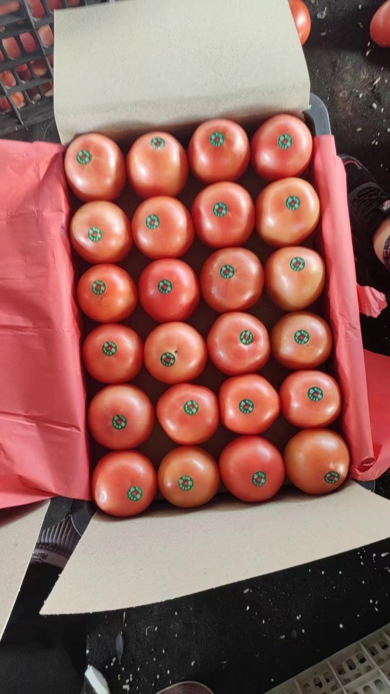 四川西红柿弧三以上对接批发商价优耐储存欢迎联系