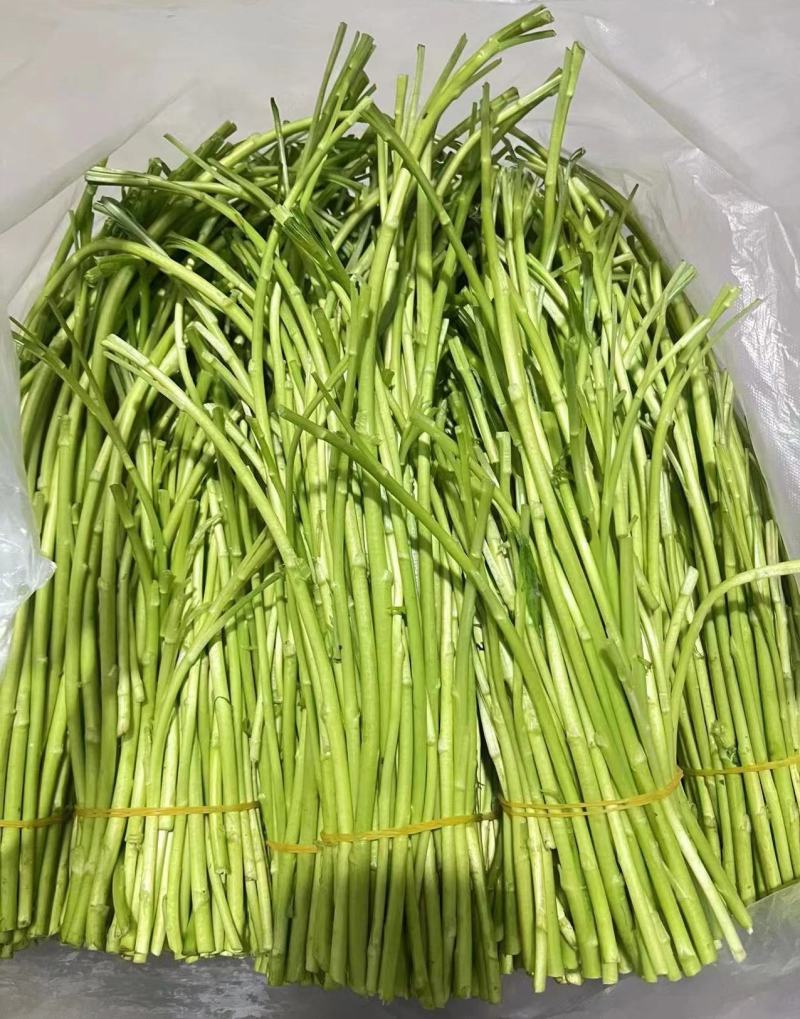 精品芦蒿江苏无锡常年供应保质保量价格便宜全国发货