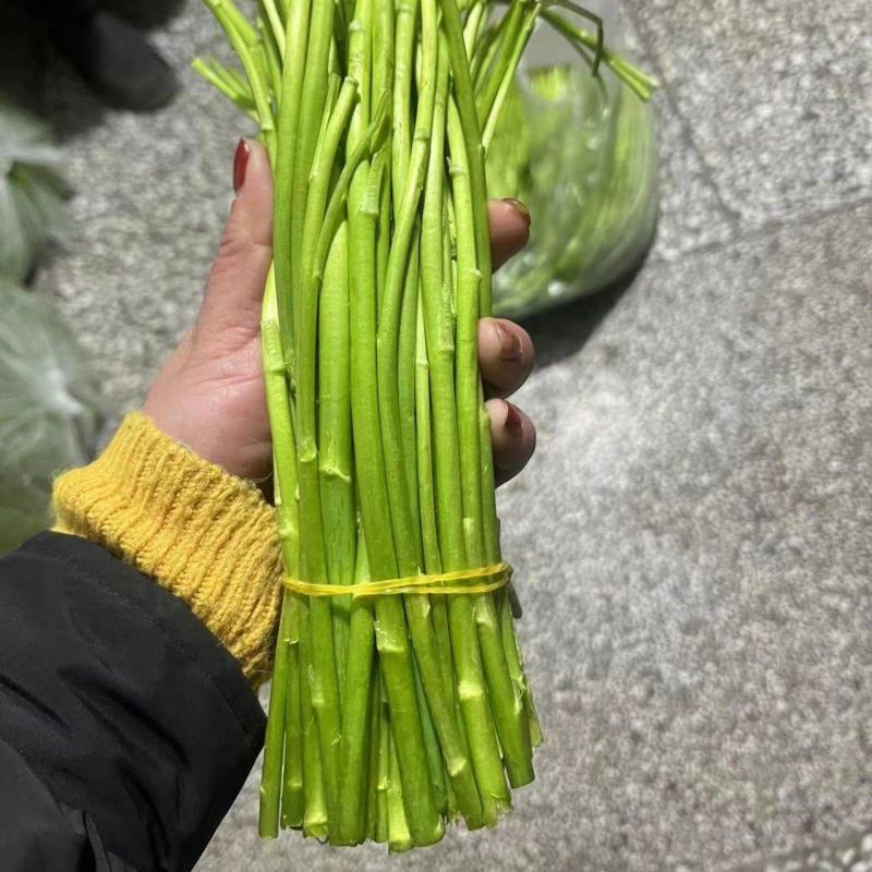 精品芦蒿江苏南京常年供应保质保量价格便宜全国发货