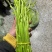 精品芦蒿安徽合肥常年供应保质保量价格便宜全国发货