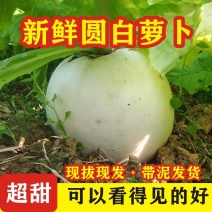 四川正宗自家菜地玉尊圆萝卜，产地发货现扒先发！！
