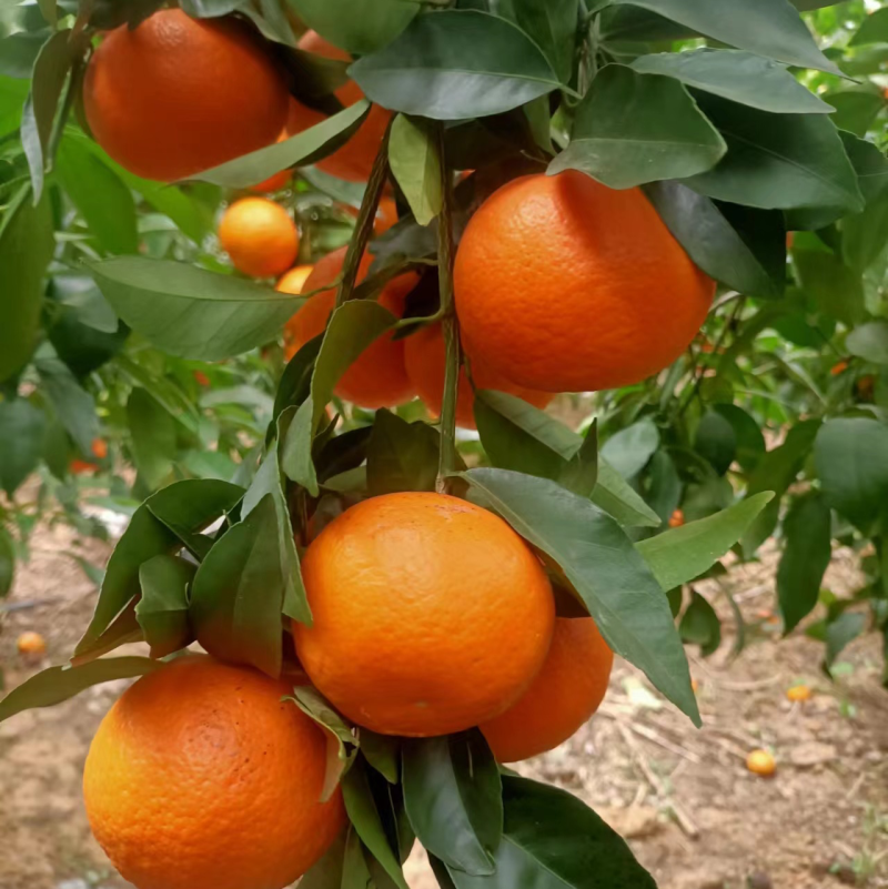 云南精品沃柑产地直发量大从优可视频看货